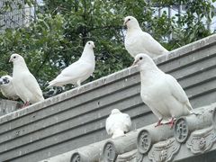 -西安大兴善寺