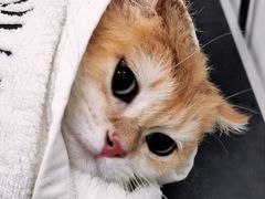 -Bastet sally猫舍购宠(静安店)