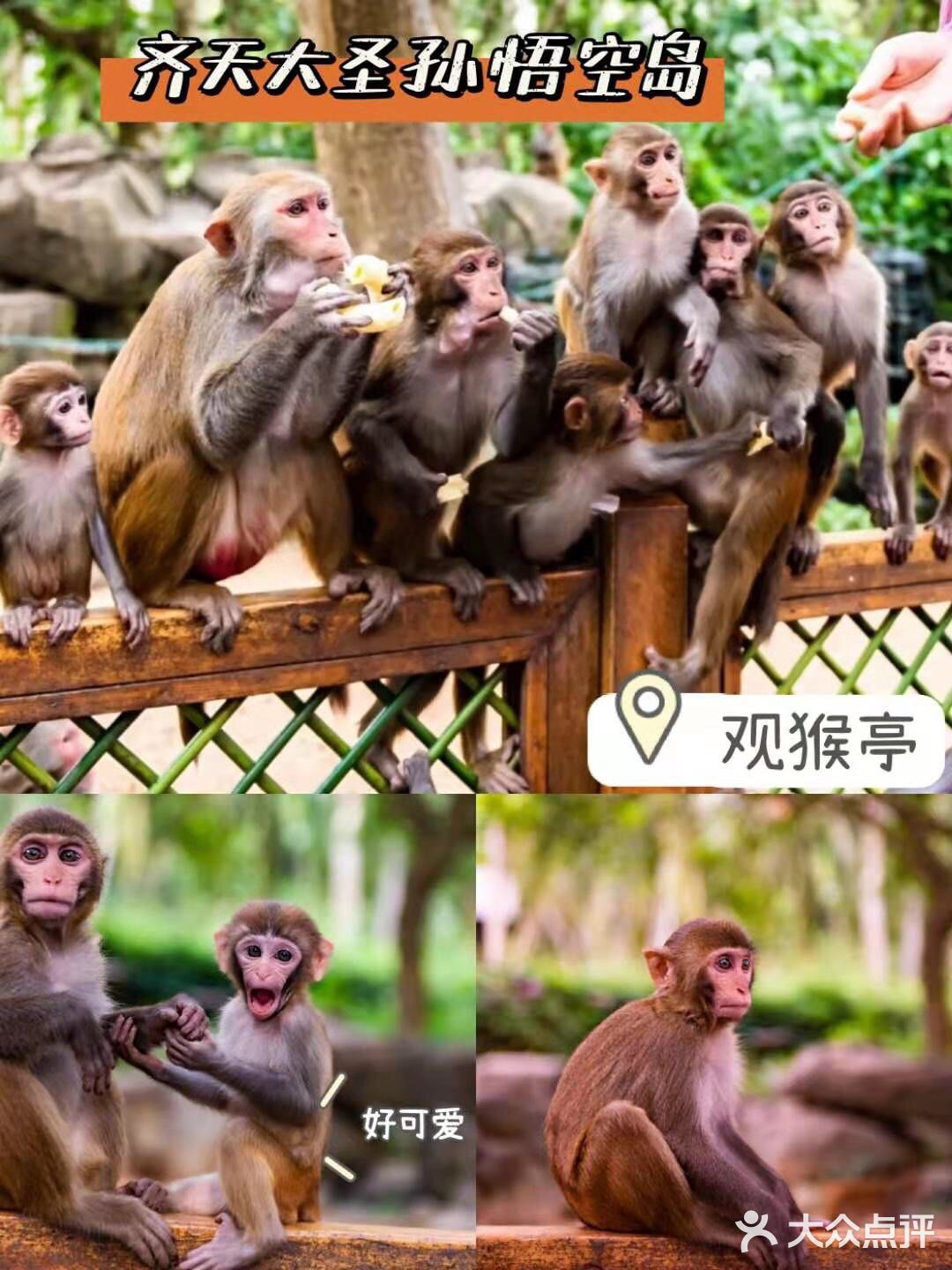 三亚小众景点-南湾猴岛！
