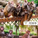 三亚小众景点-南湾猴岛！