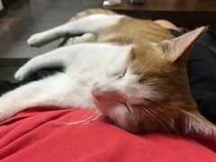 -协和菜馆(凤凰街店)