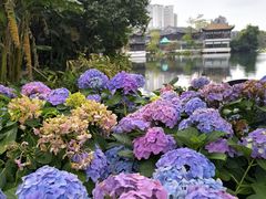 -荔湾湖公园