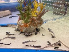 -上海海洋水族馆