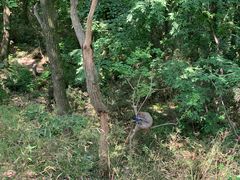 -苏州上方山国家森林公园