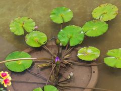 -南通洲际绿博园