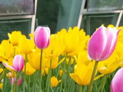 -石家庄市植物园