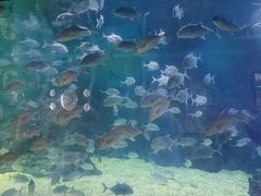 -烟台海昌鲸鲨海洋公园