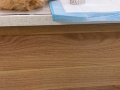 -萌兽医馆·犬猫专科·眼科中心·宠物医院(朝阳门分院)