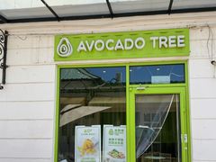 -油梨树AVOCADO TREE(顺义新国展店)