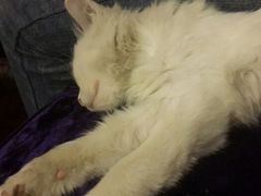 android_upload_pic-Sirena海妖日咖夜酒