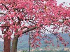 -风云岭森林公园