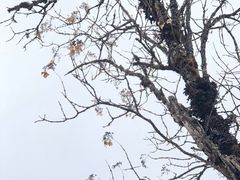 -硗碛藏寨·神木垒景区