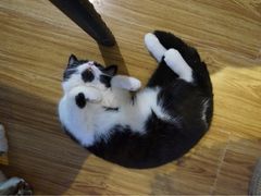 iphone_upload_pic-喵园·猫主题咖啡厅·撸猫·猫咖(国贸店)