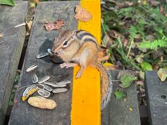 -五营红松林海景区