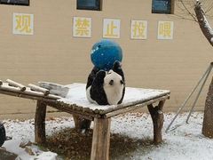 -石家庄市动物园