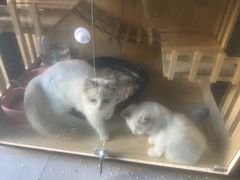 -猫狗日记·自助洗护·宠物寄养·售卖