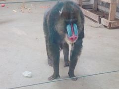 -新疆天山野生动物园