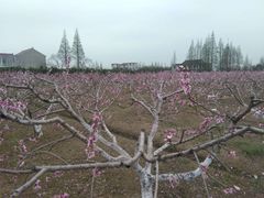 -小六农家乐(崇明西沙湿地店)