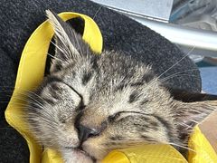 -宠颐生宠物医院·异宠猫科内科·诊疗中心宠巢店