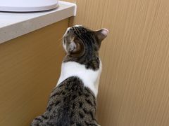 -瑞派康怡24h宠物医院·犬猫医疗中心·微创绝育(瑞景分院)