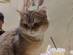 -藏猫猫咖啡主题馆(中央大道店)