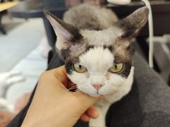 -琪喵猫屋·撸猫猫咖·猫舍