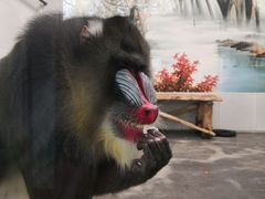 -西安秦岭野生动物园