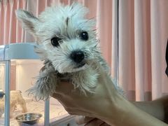 -翊宠yipet猫狗购宠庄园犬舍•猫舍