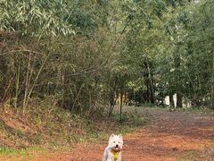 -上海海湾国家森林公园