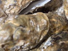 -宾朋海鲜特色美食餐厅·纯手工鲅鱼水饺(兴海路店)