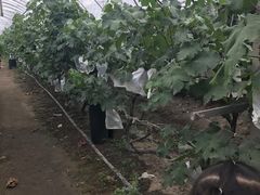 -马陆小张葡萄园农家乐