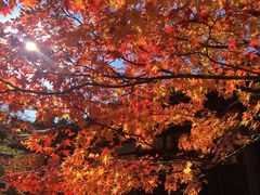 -常寂光寺