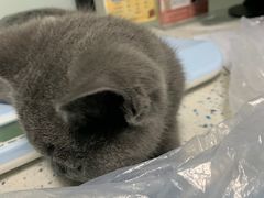 -半岛宠物医院24小时(科华中路店)