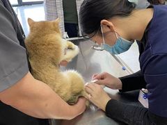 -中农大我爱我爱动物医院·核磁CT·猫病·24小时夜诊中心(石佛营店)