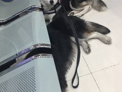 -乖乖乐动物医院(小汤山分院)