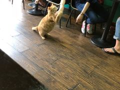 -盛天毛血旺非遗美食(观音桥店)