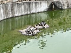 -东山风动石景区