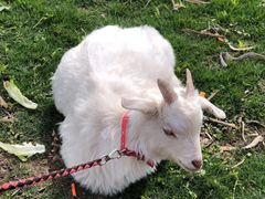 -前小桔亲子创意农场·草莓采摘·露营烧烤