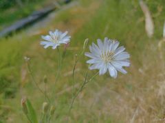 -洛阳市隋唐城遗址植物园