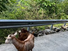 -鹿院坪生态旅游景区
