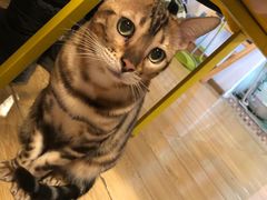 -Cappucimeow猫咪咖啡馆(韦伯时代店)