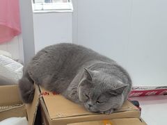 -小牛电动(上海浦东新区张杨路店)