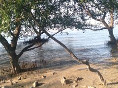 -宝安西湾红树林湿地公园