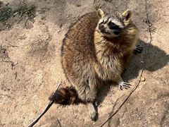 -青藏高原野生动物园