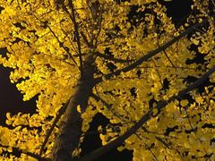 -四川大学(华西校区)