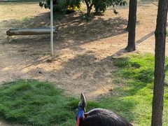 -西霞口神雕山野生动物世界