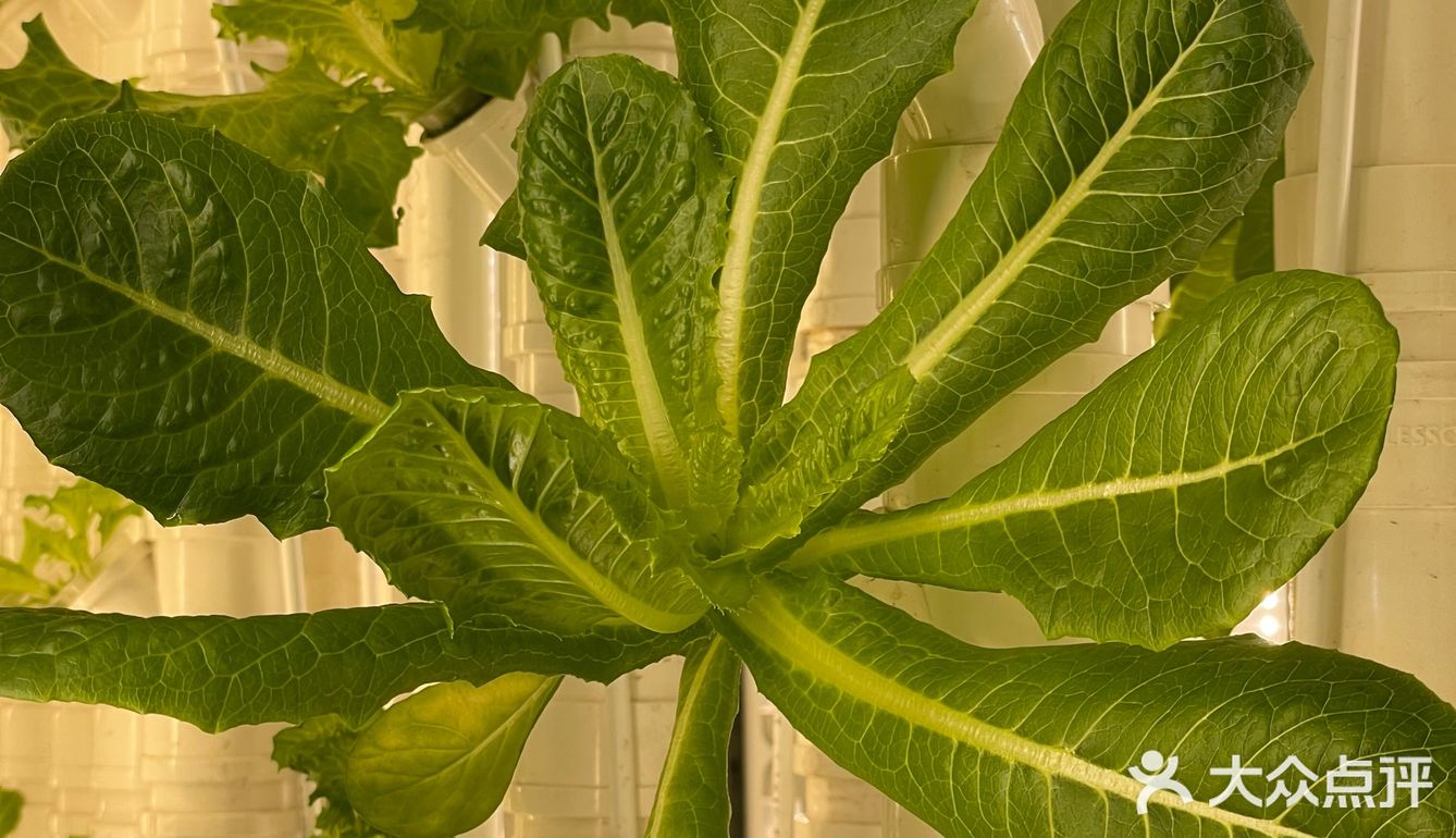 这家店用的是自己种的菜