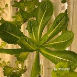 这家店用的是自己种的菜