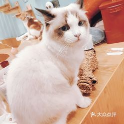 猫爱吃面包蛋糕 -rzxPKOA1JYgoiEHHKHLsjFPocIjKwtdUotaJMg7KteVBubuiLj4PQk2zA8dmd3quzFvxlbkWx5uwqY2qcjixFEuLYk00OmSS1IdNpm8K8sG4JN9RIm2mTKcbLtc2o2vfCF2ubeXzk49OsGrXt_KYDCngOyCwZK-s3fqawWswzk.jpg
