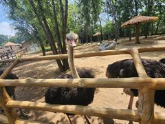 -大连森林动物园